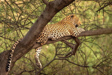 Wall Mural - wild male leopard or panther or panthera pardus relaxing sitting on tree trunk branch in monsoon season safari and in natural scenic green background at jhalana forest reserve jaipur rajasthan india