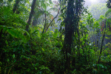 Wall Mural - Tropical rain forest with green leaves