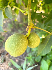 Two walnuts on a tree branch. Walnut ripening. green walnut on a tree.