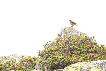 Wall Mural -  Portrait of rock thrush male on white background (Monticola saxatilis)	
