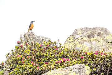 Wall Mural - The rock thrush male ready with insect in the beak (Monticola saxatilis)	