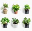 © Mark - Plants in pots isolated on white background