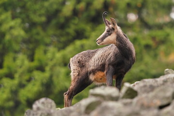 Wall Mural - A beautiful chamois stands on a stone hill. Luzicke hory czech republic.  Rupicapra rupicapra