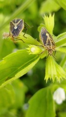 Pentatominae is a subfamily of Pentatomidae, a family of shield insects, this is the largest subfamily within Pentatomidae.