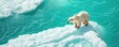 © IYearDesign - Polar bear on shrinking ice floe, global warming, endangered species