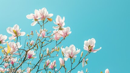 Canvas Print - Magnolia Blossoms Against Blue Sky.