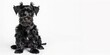 © Danko - Portrait of a young miniature black schnauzer dog isolated on white background.
