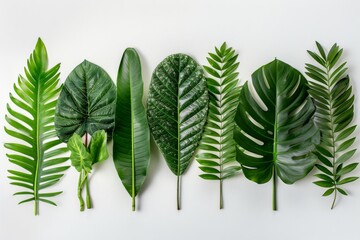 Wall Mural - Tropical Foliage Collection