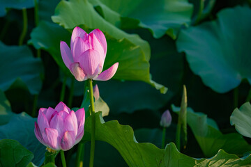 Wall Mural - In summer, red lotus flowers are particularly bright against the backdrop of green lotus leaves