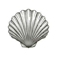 Scallop Seashell vintage engraving hand drawn illustration vector