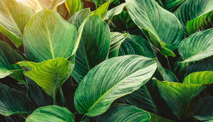 Wall Mural - leaves of spathiphyllum cannifolium in the garden abstract green texture nature dark tone background tropical leaf