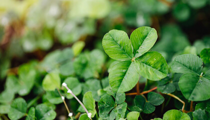 Wall Mural - Lucky Irish Four Leaf Clover in the Field for St. Patricks Day background with copy space.