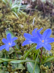 blue spring flowers in the garden