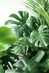 Poster - Close-up shot of large Monstera plant with curled green leaves on white background. Filling frame with depth and perspective. Ideal for eco home decor, interior design, wellness.