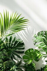 Poster - Indoor palm trees on white wall background. Green leaves contrast with stark white surface. Perfect for home decor, interior design, wellness spaces. Add touch of nature to office living room.