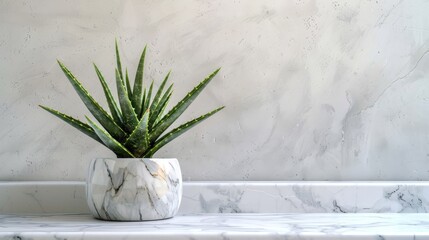 Wall Mural - Aloe succulent plant on marble table white wooden backdrop Empty area for text