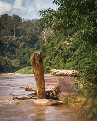 Sticker - A close-up of a tree stump in a river on a sunny day, with a lush green forest in the background.