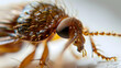 © john - Extreme Close-Up of a Brown Flea on a White Surface