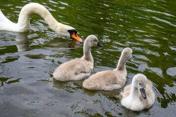 Canvas Print - mute swan cygnus olor  with family of cute cygnets on The River Alre Alresford Hampshire England