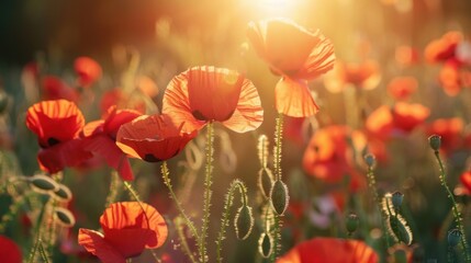 Wall Mural - Red Poppies in a Field at Sunset