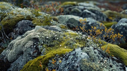 Poster - Nature scene in the north with lichen moss and snags Ample space for text