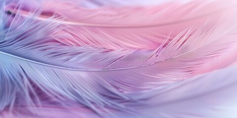 Wall Mural - Delicate feather background in purple pink and blue for spiritualthemed designs. Concept Feather Background, Spiritual Theme, Purple, Pink, Blue