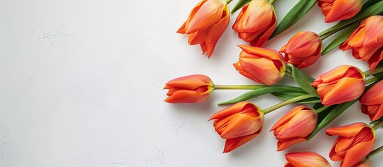 Canvas Print - Tulips with copy space image on a white backdrop