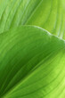 © 52Ps.Studio - Close-up macro nature exotic bright green leave texture tropical Jungle plant abstract background.Curve leaf floral botanical desktop wallpaper,website cover backdrop.