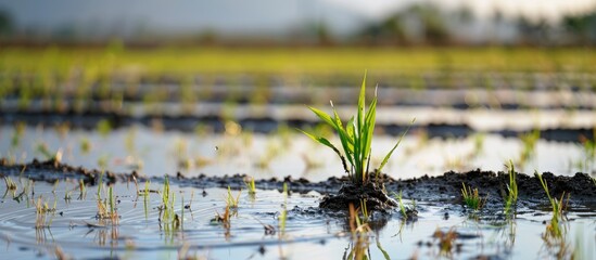 Poster - a clump of earth lies in a rice paddy ready for planting rice with plenty of space for additional im