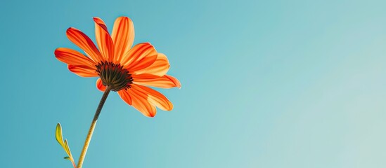 Poster - bright orange daisy blooming beautifully against a clear blue sky creating a tranquil and picturesqu