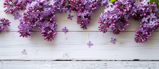 Sticker - A bunch of lilac flowers on a white wooden backdrop with copy space image