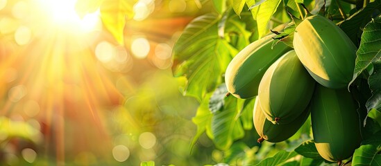 Poster - Raw papaya with a green hue on the tree alongside copy space image