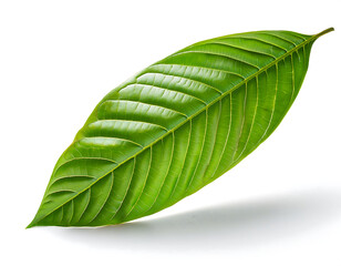  Green Cocoa Leaf Isolated on White- A fresh green cocoa leaf sharply contrasted against_1(143)