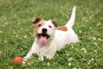 Wall Mural - Cute dog playing with toy outdoors. Active pet