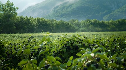 Wall Mural - Fields of black currants in summer with bushes image