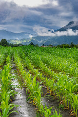 After a thunderstorm, scenery with corn growing at different heights in a flooded field and sun rays through cloud, light and dark green corn is partially submerged in water after a long storm, puddle