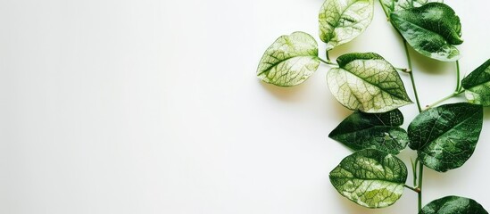 Aufkleber - Green leaves turning white withered on a white background, creating a striking contrast with ample copy space image.