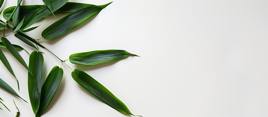 Poster - Bambusoideae plant with green leaves, showcasing a bamboo leaf on a white backdrop for copy space image.