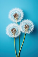 Hairy dandelion on a beautiful natural turquoise background.