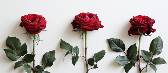 Canvas Print - Three vibrant red roses arranged in a line with ample space for text or graphics in the picture.