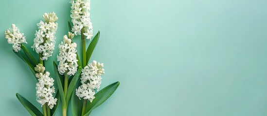 Poster - Minimal concept of romance with hyacinth flowers on a light aqua backdrop for holiday greetings, featuring a flat lay style with a top view and copy space image.