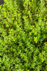 Canvas Print - Raw Organic Green Thyme Leaves