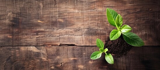 Poster - sprout background with open board and copy space image.
