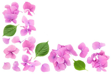 Wall Mural - Pink Hydrangea flower isolated on white background. Top view with copy space for your text. Flat lay