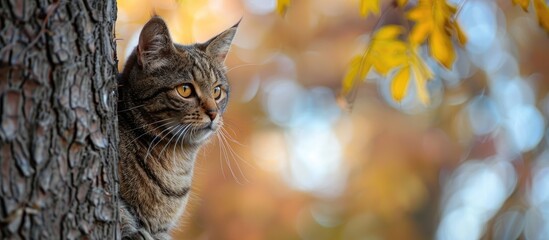 Poster - Autumn scene with a cat positioned on a tree, with copy space image.