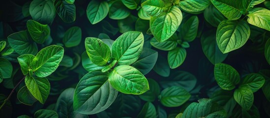 Wall Mural - Lush green leaves against a green backdrop provide a beautiful natural scene in a garden with copy space image.