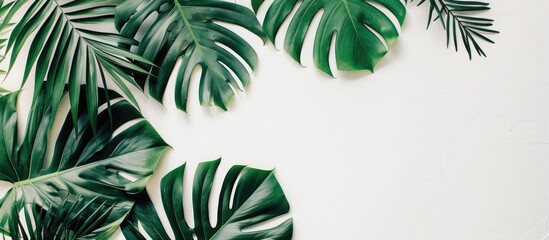 Fototapete - An aerial perspective of tropical palm leaves and a Monstera plant on a white backdrop, showcasing a designated area for additional content like text or images.