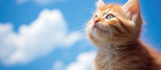 Poster - Adorable red kitten gazing at the sky in an endearing manner, offering a charming element to any copy space image.