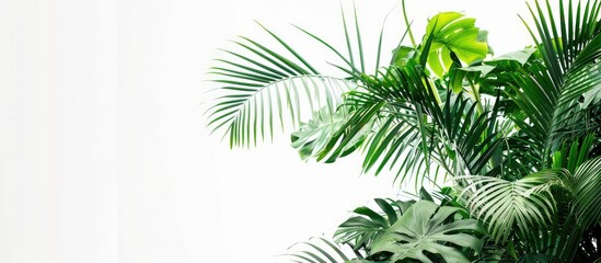 Aufkleber - Tropical tree with lush green leaves on a white background for a fresh copy space image.