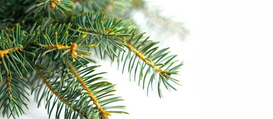 Fototapete - Close-up view of spiky green and yellow pine tree branches against a white backdrop with ample room for additional text or graphics in the image.